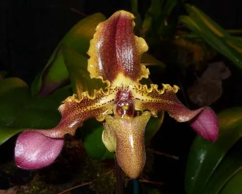 Paphiopedilum hirsutissimum var. esquirolei