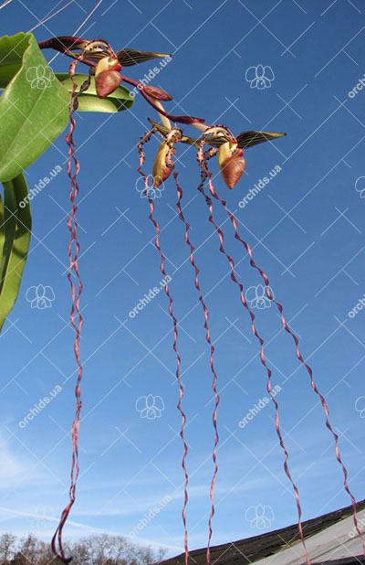 Paphiopedilum sanderianum