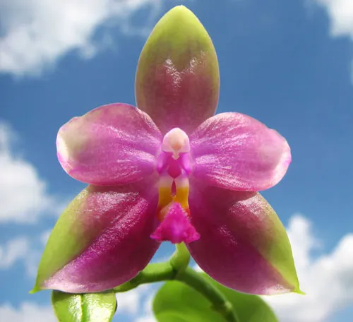 Phalaenopsis Jennifer Palermo (C1 type) x Phalaenopsis LD's Bear Queen