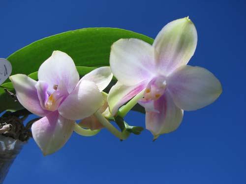 Phalaenopsis Tzu Chiang Chrisna x Phalaenopsis LD's Bear Queen