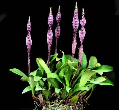 Bulbophyllum purpureorhachis