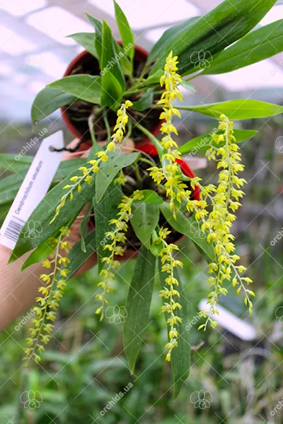 Dendrochilum uncatum