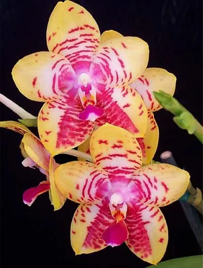 Phalaenopsis Orchid World 'Bonnie Vasquez'