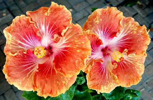 Hibiscus 'Cranberry Muffin'