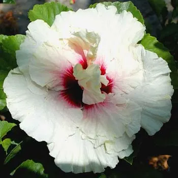 Hibiscus 'High Heaven'