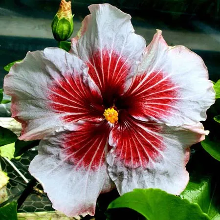 Hibiscus 'Rocket's Red Glare'