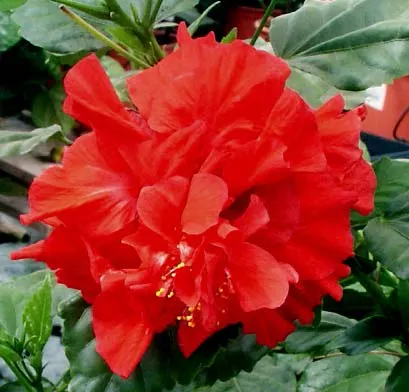 Hibiscus Rosa-Sinensis