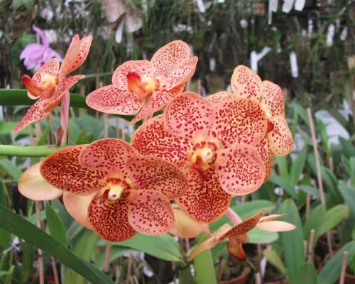 Vanda Mem Madame Pranerm x Ascocenda Betty May Steal