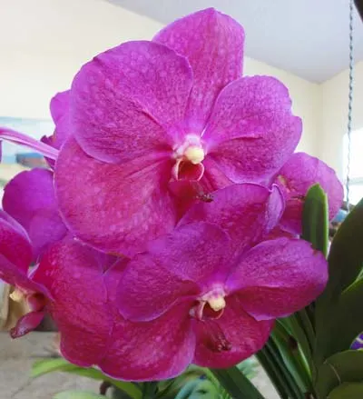 Ascocenda Bigness x Vanda Tarab Waxy