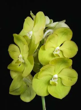 Ascocenda Jakkrit Gold