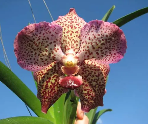 Ascocenda Lena Kamolphun x Ascocenda Kultana Gems