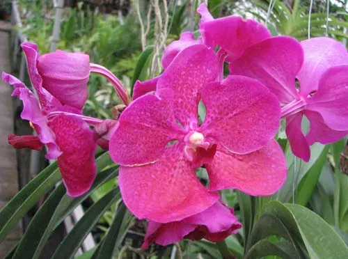 Ascocenda Varute Fushia x Vanda Srakaew