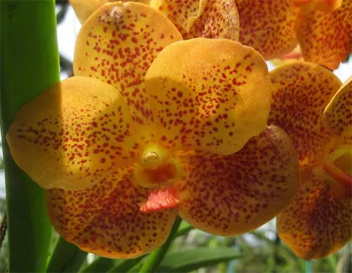 Ascocenda Varute Leopard x Vanda Tarab Waxy