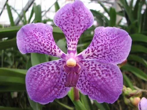 Vanda Affordable Red x Vanda coerulea