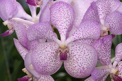 Vanda Banyat Muang Rath x Vanda luzonica