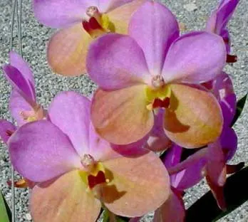 Vanda Boonchoke x Ascocenda Tubtim Velvet