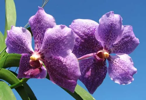 Vanda Dr. Anek - Vanda Bitz's x Vanda Virat