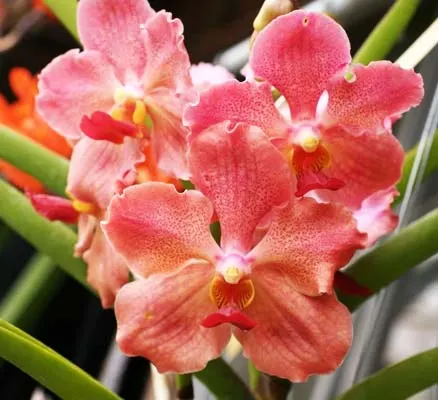 Vanda Gulf of Siam x Ascocenda Kultana Pappion