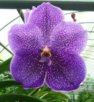 Vanda Kasem's Delight x Vanda Dr. Anek x (Pornpimol - Sunray)