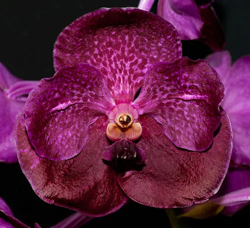 Vanda Kultana Delight x Vanda Fuchs Fortune