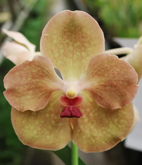 Vanda Kultana Gold x Vanda Patcharee's Delight