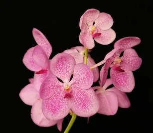 Vanda Kultana Ruby x Vanda coerulea pink