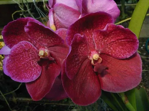 Vanda Kultana Scarlet