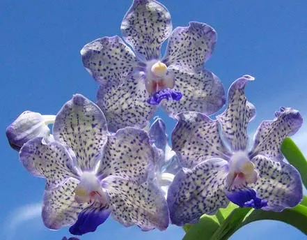 Vanda Mimi Palmer x Vanda coerulea