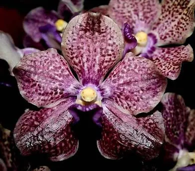 Vanda Mimi Palmer x Vanda Dr. Anek