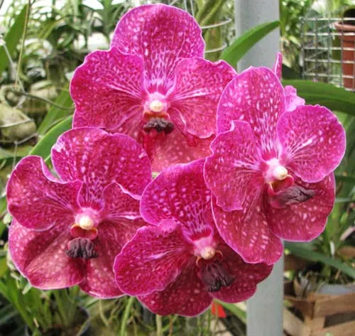 Vanda Patcharee Delight 'Red Spot'