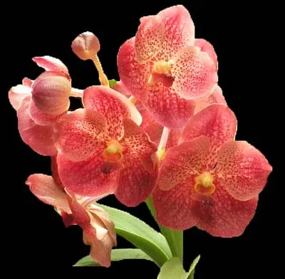 Vanda Pat Delight x Ascocenda Kultana