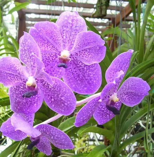 Vanda Sirilak x Vanda Dr Anek