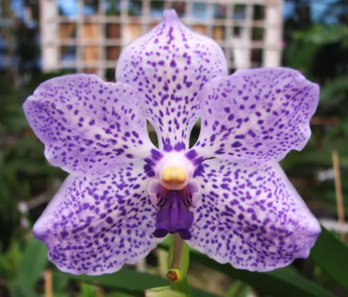 Vanda Somsri Blue Classic