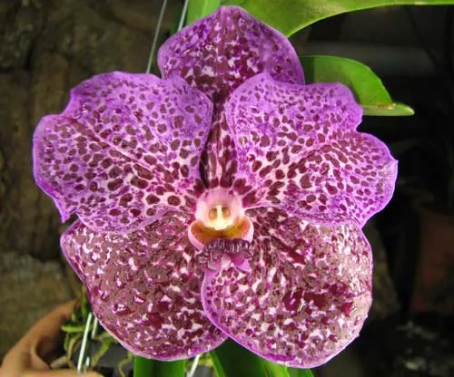 Vanda Srakaew - Vanda Bitz's Heartthrob x Ascocenda Lena Kamolphun