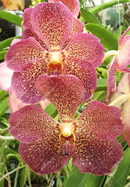 Vanda Sumon Spot x Ascocenda Kultana Pappion