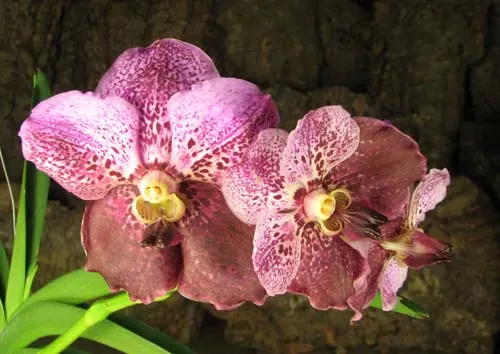 Vanda Sumon Spot x Vanda Catherine McCartney