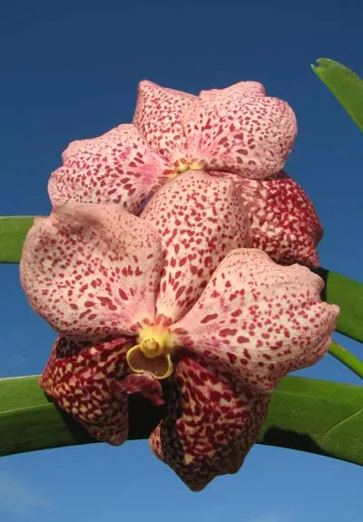 Vanda Thananchai x Vanda Pink Drop