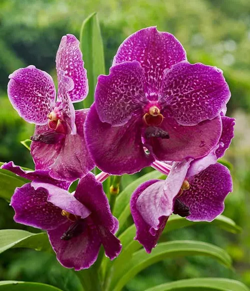 Vanda Pure's Wax Purplish Red