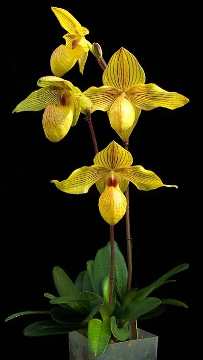 Paphiopedilum Dollgoldi (armeniacum x rothschildianum)
