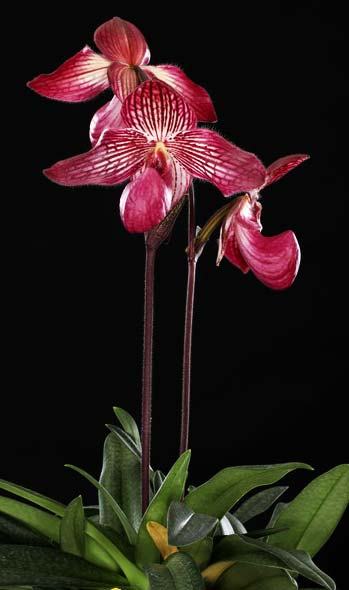 Paphiopedilum Gloria Naugle (rothschildianum x micranthum)