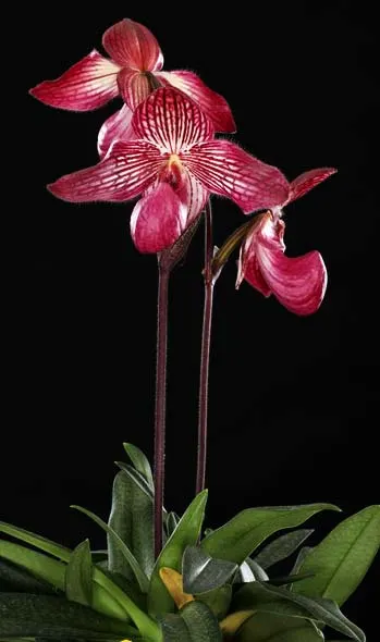 Paphiopedilum Gloria Naugle (rothschildianum x micranthum)