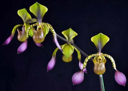 Paphiopedilum lowii 'Daya' x sib '#2'
