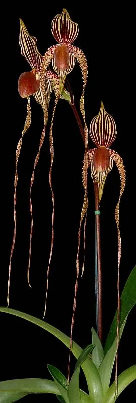 Paphiopedilum sanderianum 'Daya' x Paphiopedilum rothschildianum 'Robber'