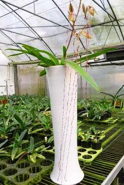Paphiopedilum sanderianum 'Hsiao' x sibling 'Shin-Yi'