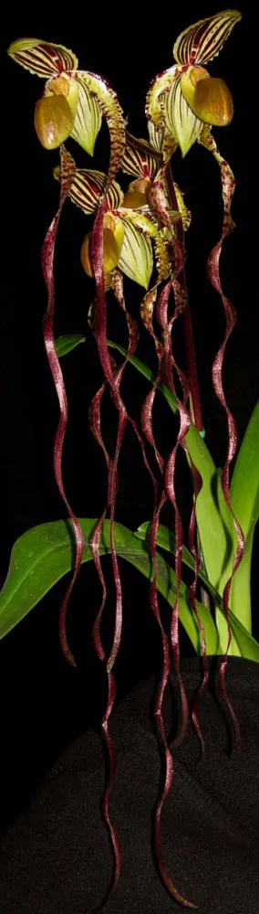 Paphiopedilum sanderianum 'Show Shan' x Paphiopedilum philippinense '9F'