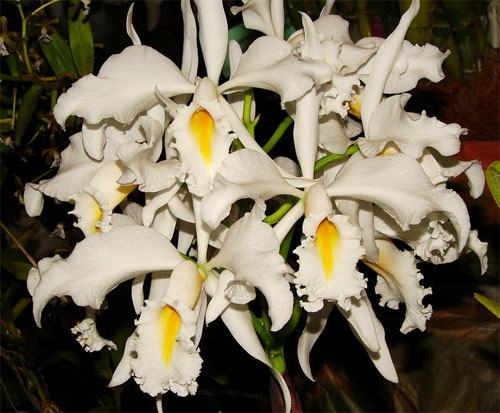 Cattleya maxima var alba 'Koenigin Sylva'