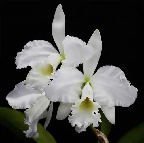 Cattleya warneri var. alba ('Select' x 'MAJ')