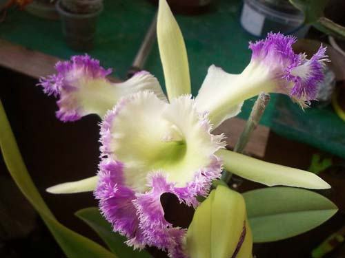 Rhyncholaeliocattleya Golf Green 'Lu-Chi' (OG)