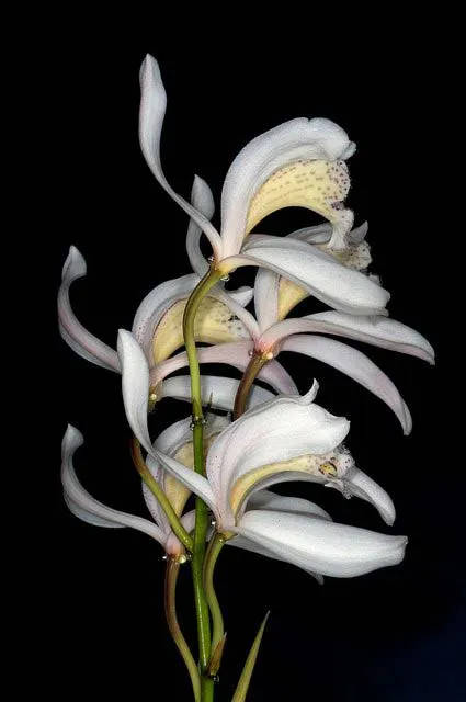 Cymbidium wenshanense