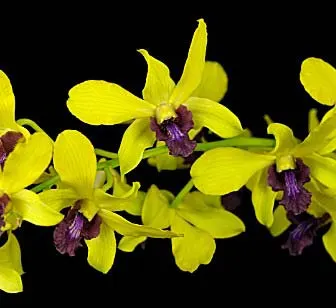 Dendrobium Thongchai Gold x antennatum